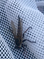 Promachus vexator