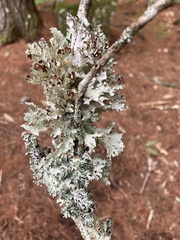 Platismatia tuckermanii