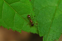 Myrmica