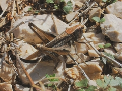 Platycleis albopunctata