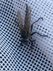 Promachus vexator