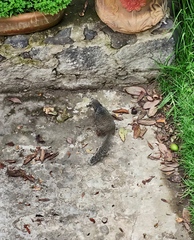 Otospermophilus variegatus
