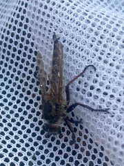 Promachus vexator