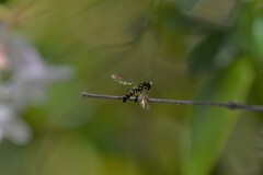 Toxomerus occidentalis