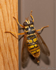 Milesia virginiensis