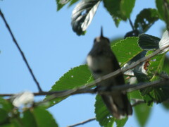 Selasphorus calliope