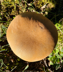 Baorangia bicolor