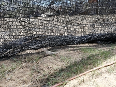 Dipsosaurus dorsalis