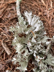 Platismatia tuckermanii