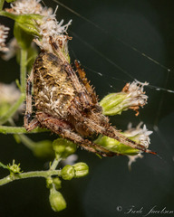 Araneus nordmanni