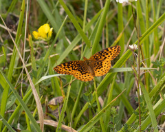 Boloria bellona