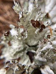 Platismatia tuckermanii