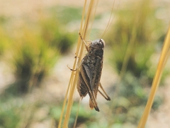 Platycleis albopunctata