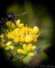 Misumenoides formosipes