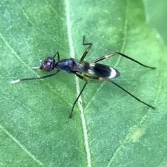 Taeniaptera trivittata