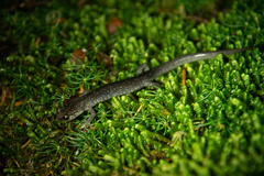 Plethodon wehrlei