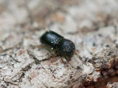 European Shothole Borer photo 4