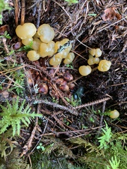 Leotia lubrica
