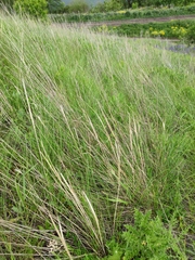 Stipa capillata