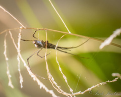 Tetragnatha extensa