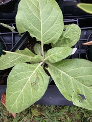 Spiraea tomentosa tomentosa