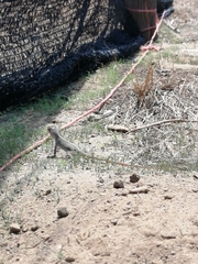 Dipsosaurus dorsalis