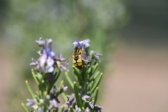 Helophilus latifrons