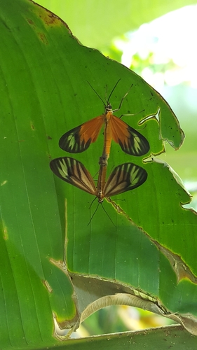 Pseudomennis bipennis