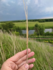Stipa capillata