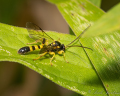 Colpotrochia trifasciata