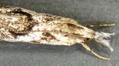 Microcrambus elegans