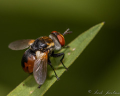 Gymnosoma