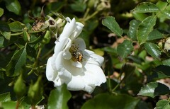 Anthophora