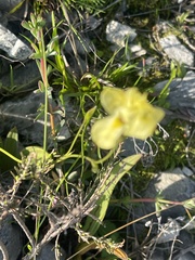 Moraea collina