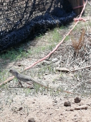 Dipsosaurus dorsalis