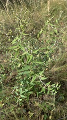 Lithospermum officinale
