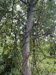 Populus tremuloides
