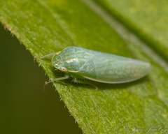 Gyponana