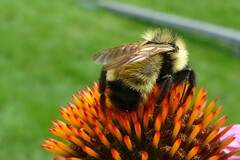 Bombus citrinus