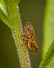 Philaenus spumarius