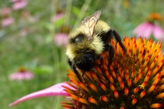 Bombus citrinus