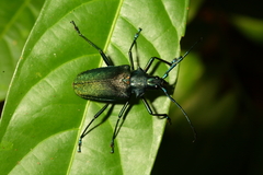 Psalidognathus
