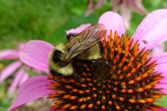 Bombus citrinus