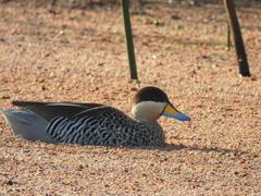 Spatula versicolor