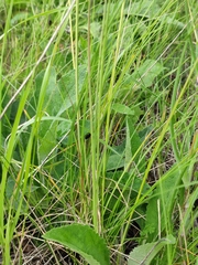 Stipa pennata