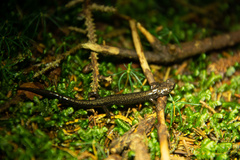 Plethodon nettingi