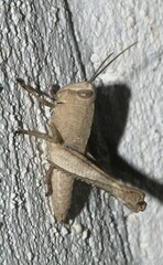 Acridoidea