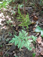 Sceptridium dissectum