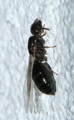 Crematogaster