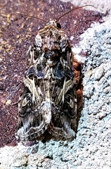 Spodoptera ornithogalli
